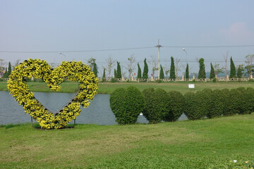 yellow flowers Heart shape in the park