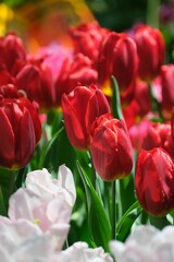 Obraz premium Vibrant red tulips in a sunlit garden.