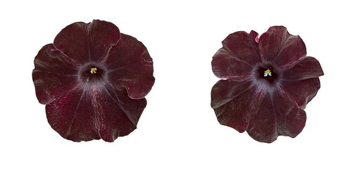 deep burgundy petunia flowers with velvety petals on a clean white background. High-resolution floral detail for botanical, print, or decorative purposes