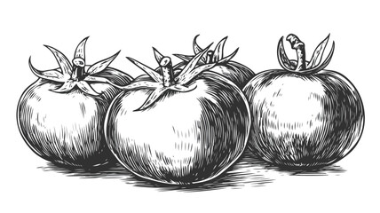 Vintage Woodcut Engraving Style Tomatoes on Old Black Background