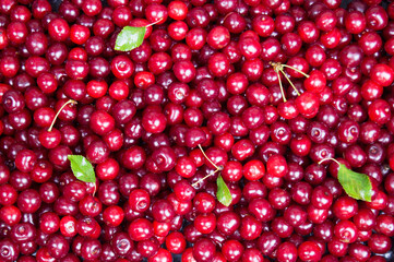 ripe cherries