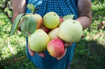 Organic fruits.. The apples in the hands of a female farmer close up