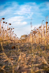Dry sunflower plants in the field.