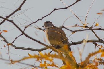 Close up view of a perched dove on a tree branch.