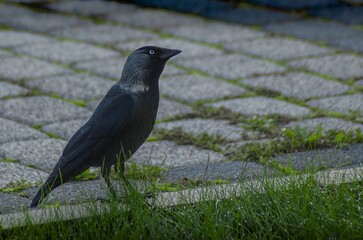 Close up view of a crow on the ground.