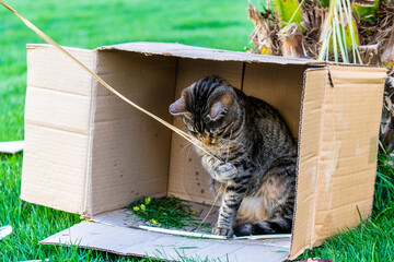 Close up portrait of a domestic tabby cat in a box in outdoors.