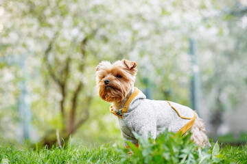 Cute Yorkshire Terrier in a stylish hoodie standing on green grass in a spring park. Adorable small pet outdoors.