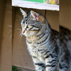 Close up portrait of a domestic tabby cat in a box in outdoors.