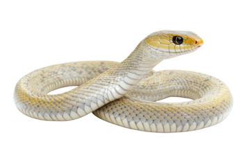 Javanese cobra snake isolated on white, snake habitat in Java Indonesia, Naja sputatrix PNG