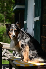 Schöner langhaariger Hund sitzt im Freien an einem Tisch