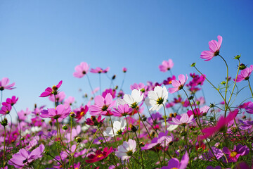 pink flowers and blue sky