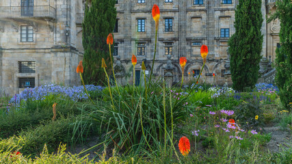 Beautiful red and yellow flowers. Kniphofia uvaria. Red African torch.