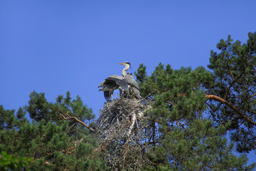 A Grey Heron family (Ardea cinerea) in their nest on a tree by the River Luhe, Lüneburg Heath,...