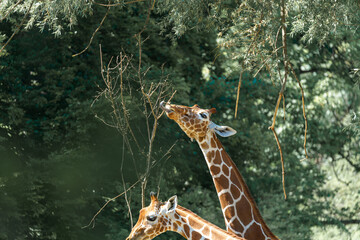 Giraffes feeding on tree branches in a lush green environment during daytime at a wildlife park
