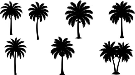 Obraz premium Set of black silhouettes of palm trees, betel nut, coconut tree, coconut leaves. Botanical and Jungle leaves design for nature background, Eco and summer banner, wallpaper, pattern and prints.on whi