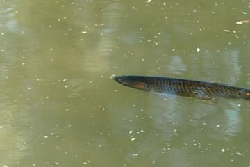 Fish swimming peacefully in a serene freshwater pond on a sunny afternoon in early spring