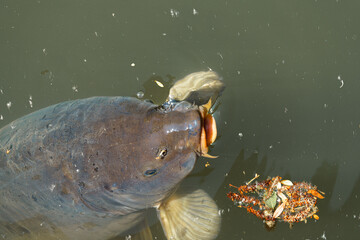 Large fish feeding on surface debris in a calm water body during daytime