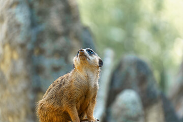 Meerkat observes surroundings in natural habitat during daylight hours in the wild