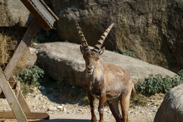 Mountain goat standing near feeding area with natural rocky background in bright daylight