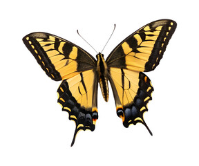 butterfly isolated on white