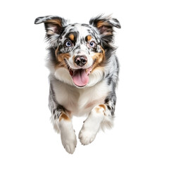 Happy Australian Shepherd Dog Mid- Jump isolated on a transparent background jumping