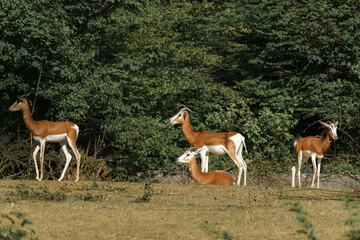 Group of graceful antelopes resting in the grass under the lush green trees in a serene wildlife setting