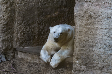 Polar bear resting on a rocky ledge in a wildlife habitat during daytime hours