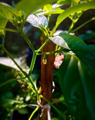 Green chilli leaf  and plant 