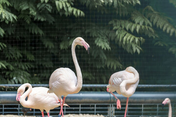 Flamingos stand gracefully by the water in a serene environment during a sunny afternoon