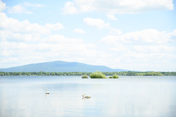 Elegant pair of swans gliding on calm lake waters with majestic mountains in the background under a...