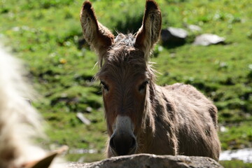 Portrait eines schönen Esels im Freien