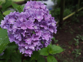 雨粒が光る紫陽花