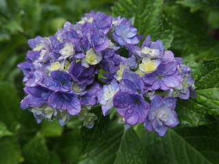 雨に濡れる紫陽花