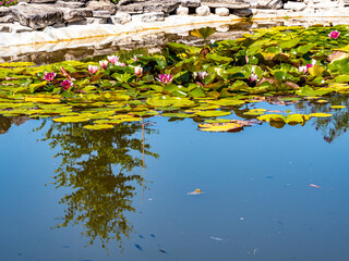 Serene Pond with Water Lilies and Reflection