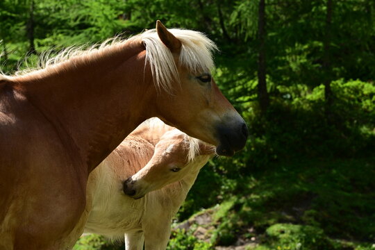 Mehrere freie Pferde in den Bergen am Waldrand