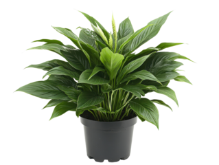 Lush peace lily plant with glossy green leaves and white blooms in black pot, perfect for indoor decoration and air purification