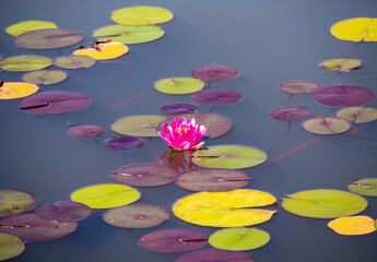 Vibrant Pink Water Lily on Calm Pond