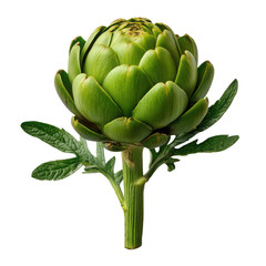 Fresh green artichoke with leaves vegetable