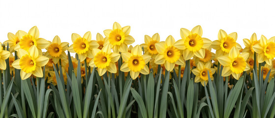 Obraz premium Bright yellow daffodils bloom lush green field, creating vibrant and cheerful atmosphere. flowers stand tall against transparency background