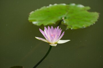 Pink Water Lily on Calm Pond