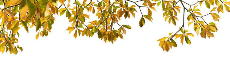 autumn leaves isolated on white background