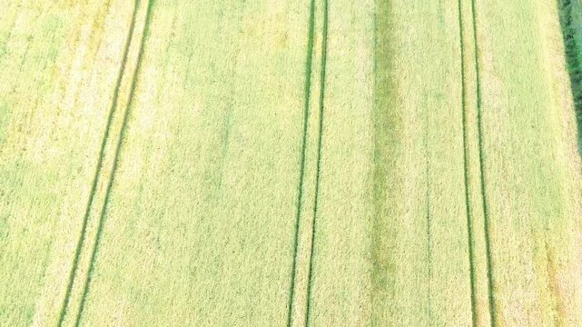 Aerial close-up of golden farmland showing parallel harvest lines in a mature wheat or barley field