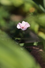 アケボノフウロの花