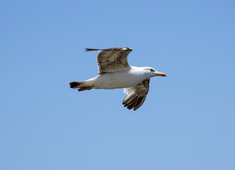 Seagull in flight. In Constanta, Romania