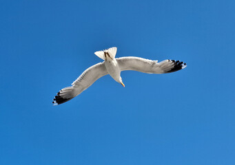 Seagull in flight. In Constanta, Romania