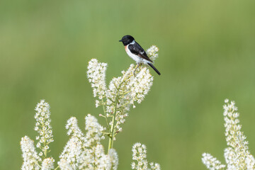 コバイケイソウに留まるノビタキ
