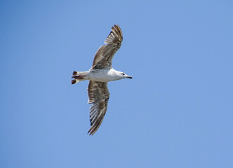 Seagull in flight. In Constanta, Romania