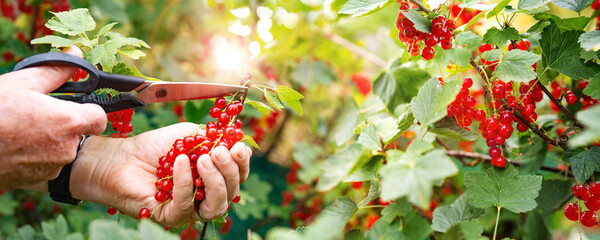 Hands harvesting red currants in the garden. Male hands cutting fresh red currants from a bush with scissors. Sunny horizontal close-up with bokeh.