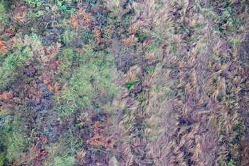 wild grasses, abstract aerial view, multi coloured fields of grass, Queensland Australia