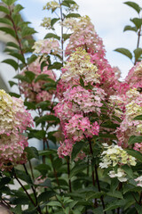 Hydrangea paniculata sort Fraise Melba hydrangea with pink flowers blooms in the garden in summer